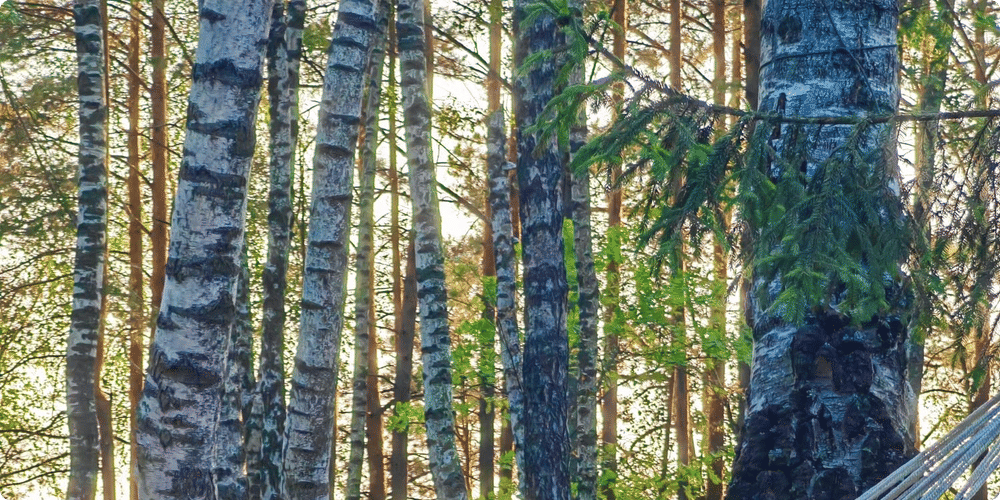 Les critères de choix d’un couchage en forêt